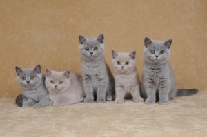 kittens 2015